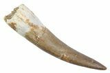 Fossil Plesiosaur (Zarafasaura) Tooth - Morocco #370261-1